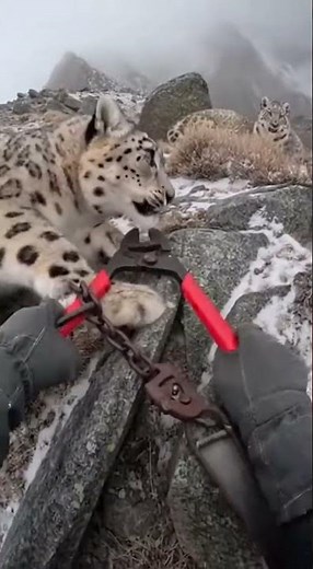 Snow Leopard Freed From Trap on Alpine Plateau