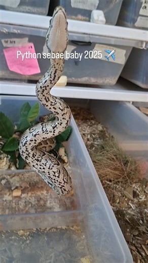 Salvatore Fortuna on Instagram: "Python sebae durante il pasto Il Python sebae e il piu grosso serpente africano Questi esemplari sono nati a casa mia #python #followers #serpenti #animali #rettili"