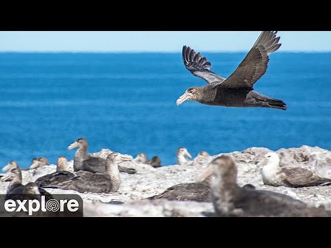 Southern Giant Petrel Colony - Isla Gran Robredo powered by EXPLORE.org