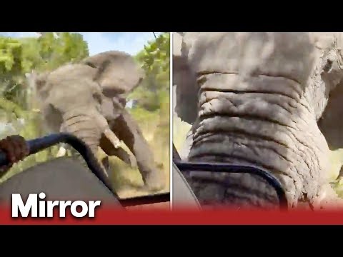 Woman brutally killed on safari by raging elephant