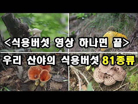 식용버섯 영상 하나면 끝, 우리 산야의 식용버섯 81종류 #식용버섯
