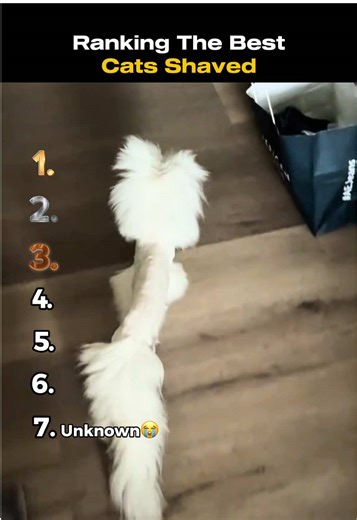 Cats Shaved | Ranking Best #fyp #rank