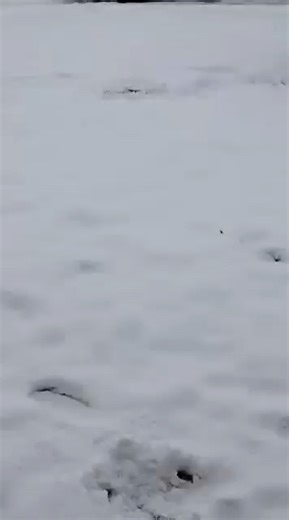 My ferret seeing snow for first time