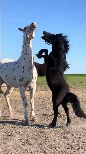 Playful Ponies Sparring in the Field