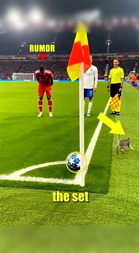Animals Interrupt the Match