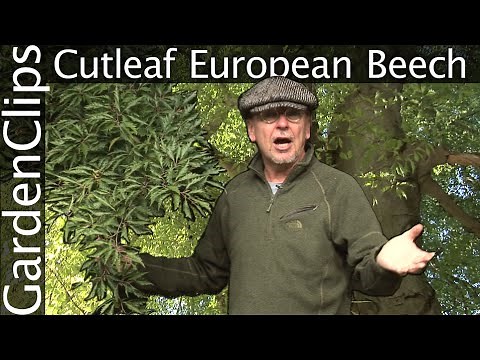 European Cutleaf Beech - Fagus sylvatica - Fagus sylvatica 'Asplenifolia'