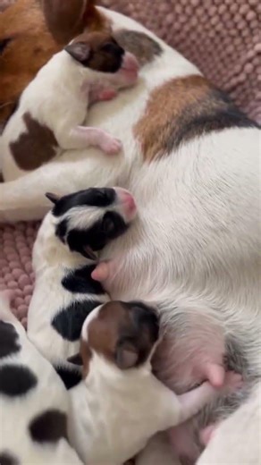 Back when her world was just love and little heartbeats #puppymom #throwbackvibes #dogsofinstagram #