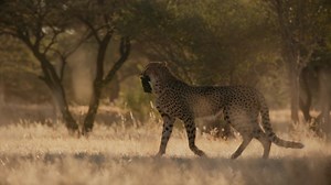 785 reactions · 14 shares | Get Up Close with Cheetah Conservation! Hazen Audel joins Cheetah Keeper Justin Moya to explore the Cheetah Conservation Foundation's innovative methods for keeping cheetahs healthy & fit. Discovery Animal Planet Cheetah Conservation Fund (CCF) Hazen Audel #savethecheetah #cheetahconservationfund #cheetah #cheetahconservation #conservation #JETOUR #JETOURAUTO #returnofthecheetah #wildlifeconservation #charityevent | Jetour Auto | Facebook