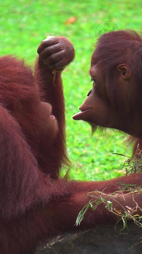 Wild Love: Bornean Orangutan Intimacy #foryourpage #wildlife #animals #intimacy #viral