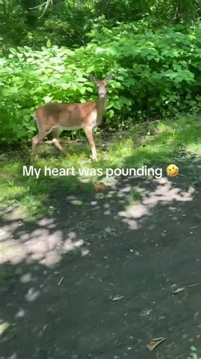 Scared Person Encounters Deer Staring at Them - 1669261