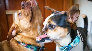 Rescue Dog With Snout Hacked Off by Machete Finds a New Loving Home