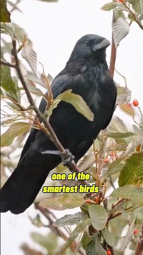Crow Intelligence: One of the Smartest Birds on Earth!