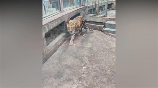 The dieting fat cat leopard now knocking spots off its rivals