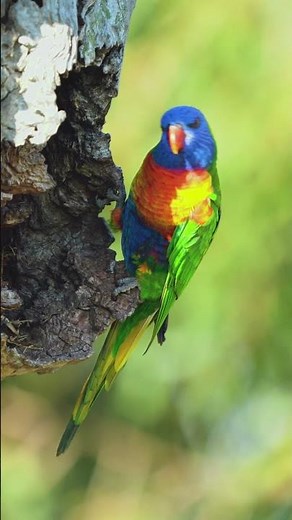 Discover the stunning vibrant colors of the Australian Rainbow Lorikeet! 🇦🇺🦜 #rainbowlorikeet