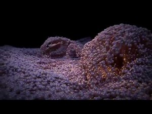 Geminus 3D Realflow Renderkit Compilation