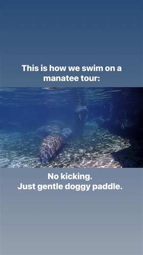 Want to know the secret to the perfect manatee encounter? It starts with how you move in the water. 🐋💙 On a River Ventures manatee snorkel tour, we swim just like this: No kicking. No splashing. Just a gentle, slow doggy paddle. It’s calm, quiet, and helps the manatees feel safe and relaxed. And honestly… it makes the whole experience even more peaceful for you, too. If you’ve been nervous about the “swim” part — don’t be. If you can float and move your hands slowly, you’re ready. 👉 Book your