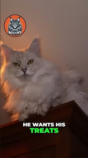 Elevated Treat Delivery: How to Spoil Your Polar Cat #cat