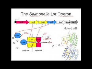 Quorum sensing in bacteria - salmonella