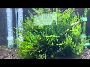How to grow large Flame Moss in your aquarium