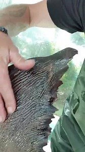 11K views · 107 reactions | #Rosietheshark I hope I've properly explained a little bit of what's going on today. If there are any more questions about what I've just said, feel free to comment & I'll do my best to answer them. | Rosie the Shark | Facebook