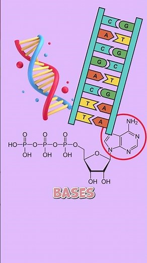 What is ATP?