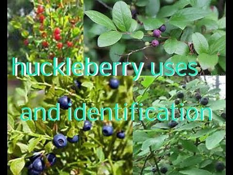 Huckleberry uses and identification