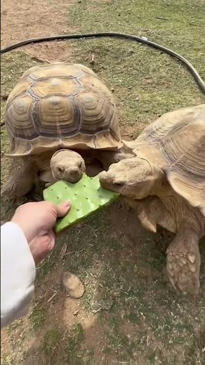 Aggressive tortoises 😳🐢