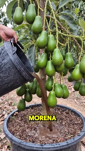 ⚠️ El secreto casero que está haciendo producir más a las plantas 😱 Y casi nadie sabe cómo funciona 🌱🍅🥒🌶️ 👉 Descubre el método completo en el enlace de mi perfil 🍋🥭🍊 #arbolesfrutales #frutales #fertilizante #frutas #Cultivo