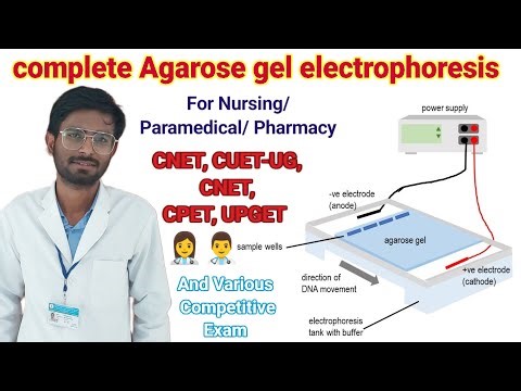 Agarose gel electrophorosis ? एगारोज जेल इलेक्ट्रोफोरेसीस for CPNET, CNET, CPET, CUET-UG Etc.