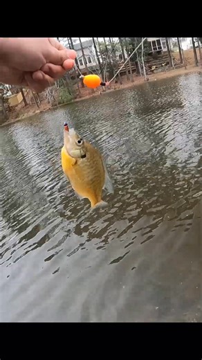 How many fish can I catch bank fishing early spring | Ramon Outdoors