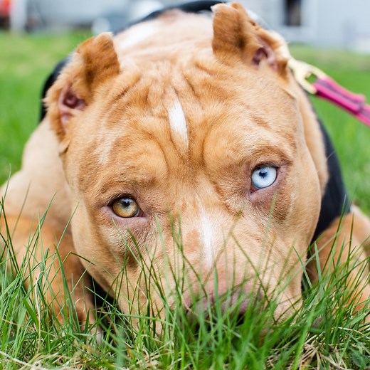 Meet Nicki Minaj, the Queen of DDK9s (extended version) | Dog Dynasty