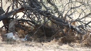 File:Gemsboks near Cheetah (Acinonyx jubatus) male with its prey, a male springbok ....webm - Wikimedia Commons