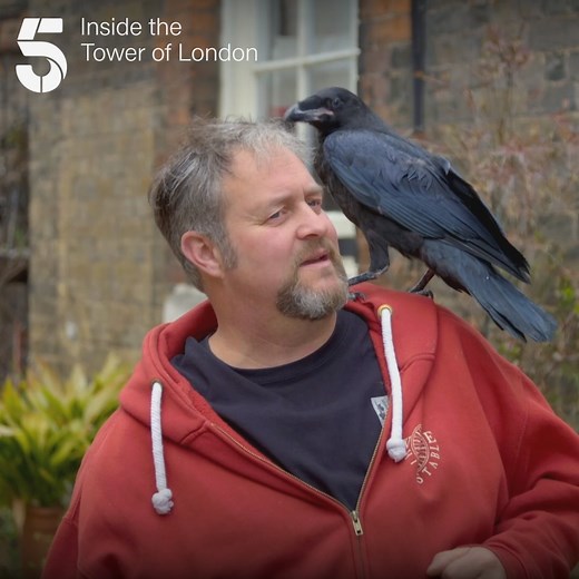 There's a new Ravenmaster in town 🐦‍⬛ The 6th Ravenmaster in all of history, and the ravens are putting him to the test. 📺 Inside the Tower of London, Thursday 8pm Historic Royal Palaces Tower of London | Channel 5
