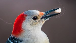 Learn How to Make Selections in Photoshop