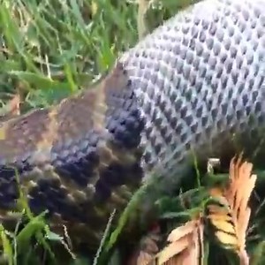 The Man Helping The Giant Python To Shed Its Skin… | Top Fans