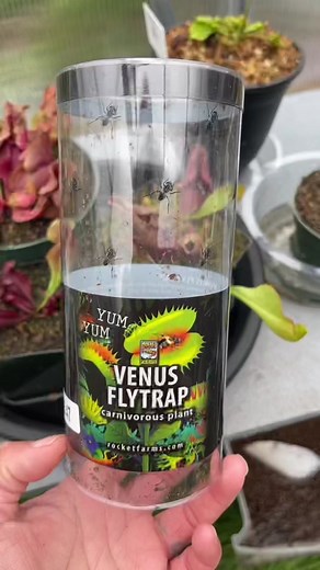 The Importance of Repotting Venus Fly Traps | Walmart Rescues