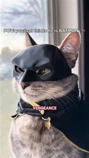 POV: your cat thinks he is BATMAN 🦇😆 #cat #funny #cute #adorable
