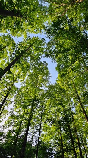 우리에게 쉼터가 되는 안산숲길! #안산자락길 #메타세쿼이아숲 #안산숲속걷기 #nature