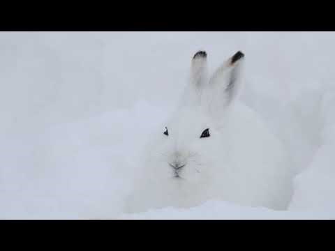 純白の雪原でじっと隠れるエゾユキウサギのすまし顔