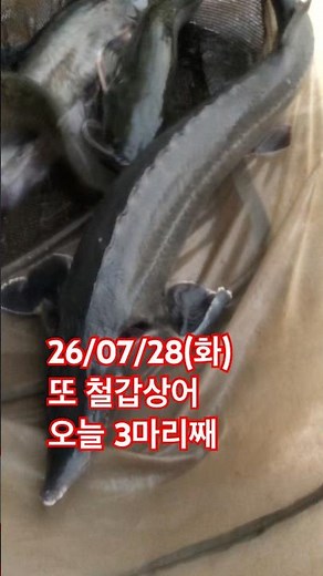 철갑상어 오늘 3마리째 #낚시터 #낚시 #생활꿀팁 #향어낚시 #향어낚시 #메기낚시 #붕어낚시 #fishing #방조제낚시 #bassfishing