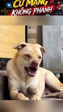 Gia đình thú cưng lỗi hệ: Nuôi con gì là con đó “biến dạng” gây sốt mạng#dog #comment #viral #shorts