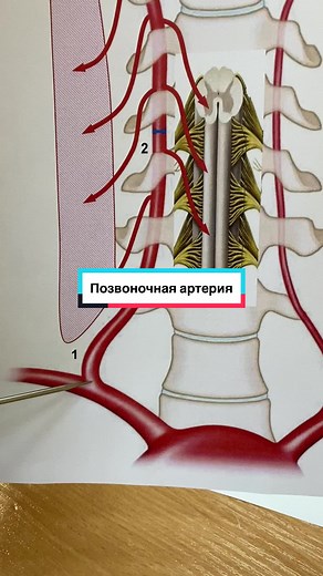 Anatomy of the Human Spine and Brain Explained