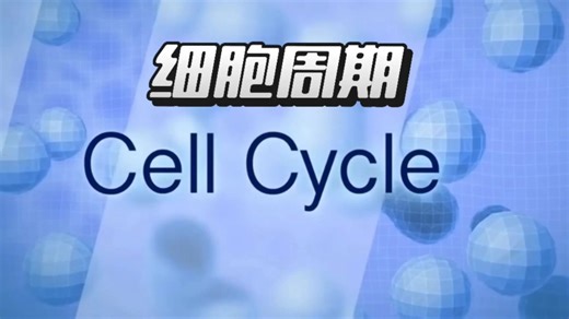 细胞周期