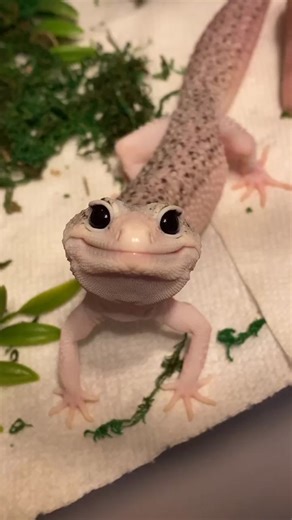 Enzo the Leopard Gecko: A Peek into Their World