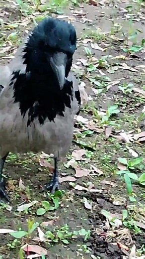 Кривляка подошёл поздороваться #вороны / Hip crow Worzel comes to greet me