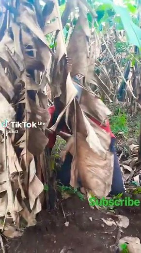 The best ugandan tiktok