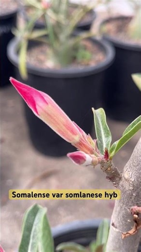 My adenium somalense var somalense flower in my garden #shorts #adenium #adeniumindia #adeniumraipur