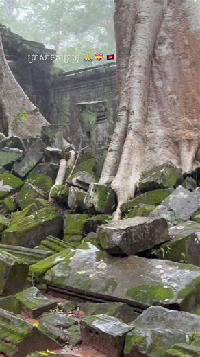 Ta Prohm Temple: Cambodia's Most Famous Ancient Heritage Hidden in the Jungle! 🌿🏛️