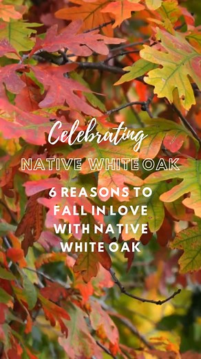 1.5K views · 16 reactions | White Oaks are a powerhouse among native...