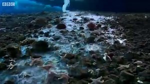 BBC Nature Brinicle ice finger of death filmed in Antarctic